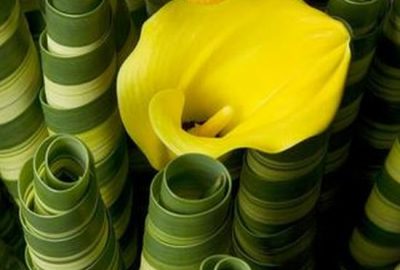 Zielona energia kwiatów Biuro Kwiatowe Holandia