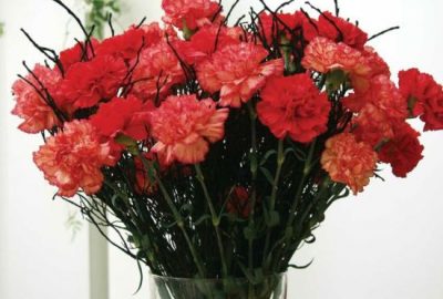 Bukiet czerwonych goździków Biuro Kwiatowe Holandia
